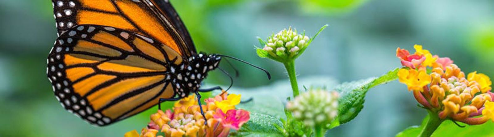 Comment attirer les papillons au jardin ?